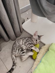 Срібний хлопчик