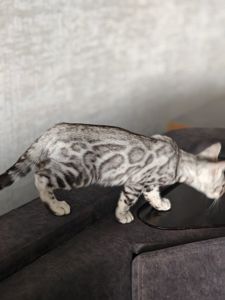 Срібний хлопчик
