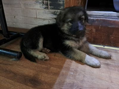 Цуценята німецької вівчарки