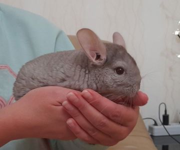 Шиншилла