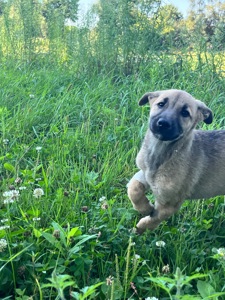 Цуцик шукає сімʼю