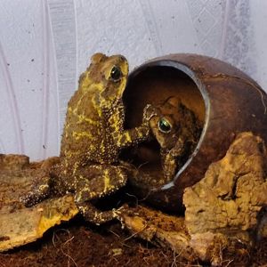 Карибские рапухи