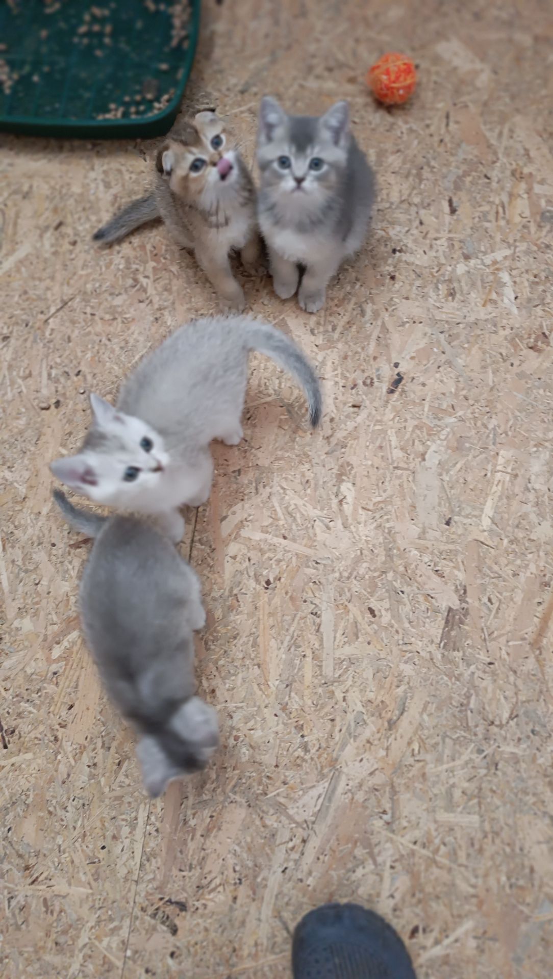 Шотландскі кошенята
