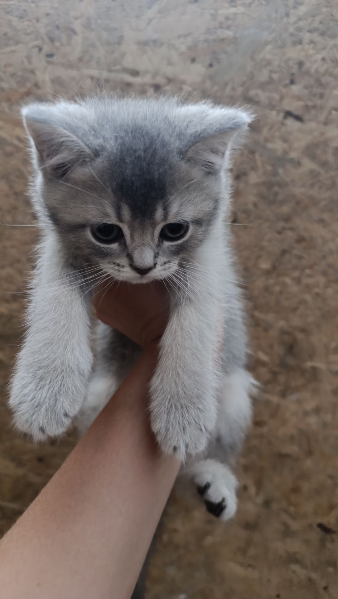 Шотландскі кошенята