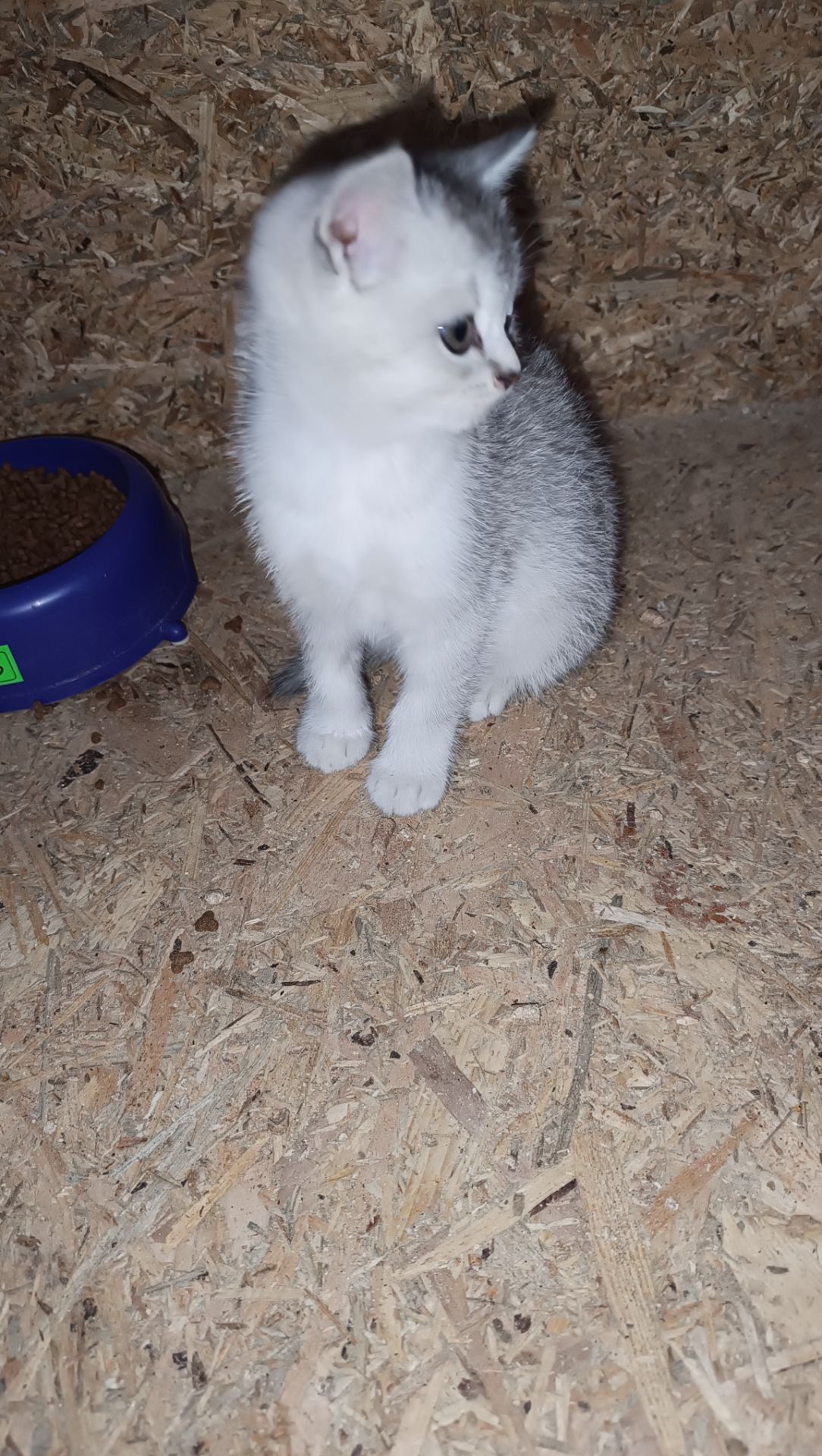 Шотландскі кошенята