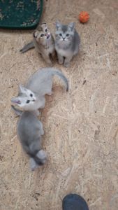 Шотландскі кошенята