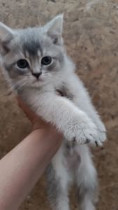 Шотландскі кошенята