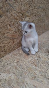 Шотландскі кошенята