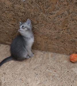 Шотландскі кошенята
