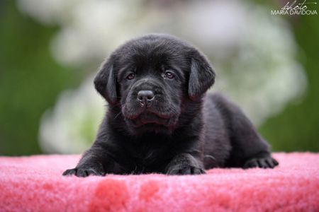 Чорний хлопчик лабрадора