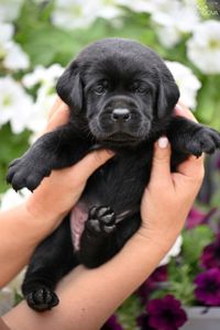 Чорний хлопчик лабрадора