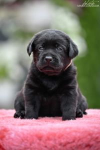 Чорний хлопчик лабрадора