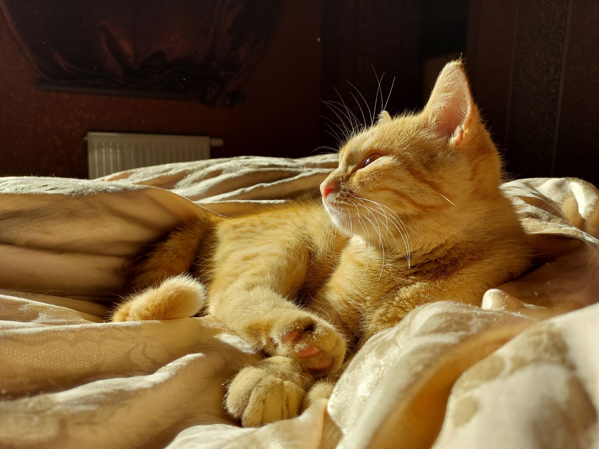 КотоСонечко вік 1 місяць
