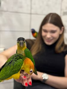 Папужки каїк чорноголовий та помаранчевоголовий