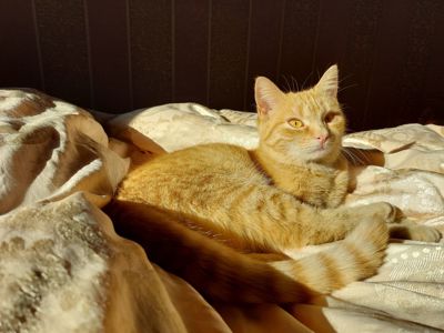 КотоСонечко вік 1 місяць