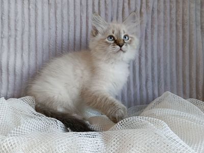 Клубна невська маскарадна дівчинка Andromeda