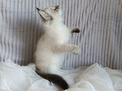Клубна невська маскарадна дівчинка Andromeda