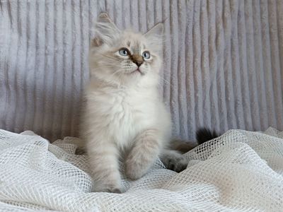Клубна невська маскарадна дівчинка Andromeda