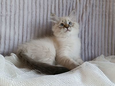 Клубна невська маскарадна дівчинка Andromeda