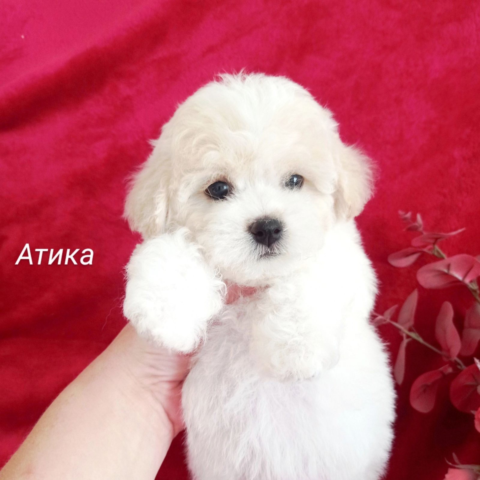 Дівчатка бішон фрізе
