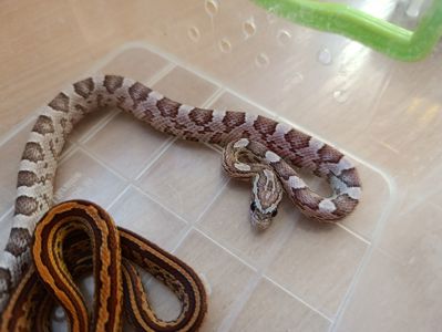 Маїсовий полоз морфний