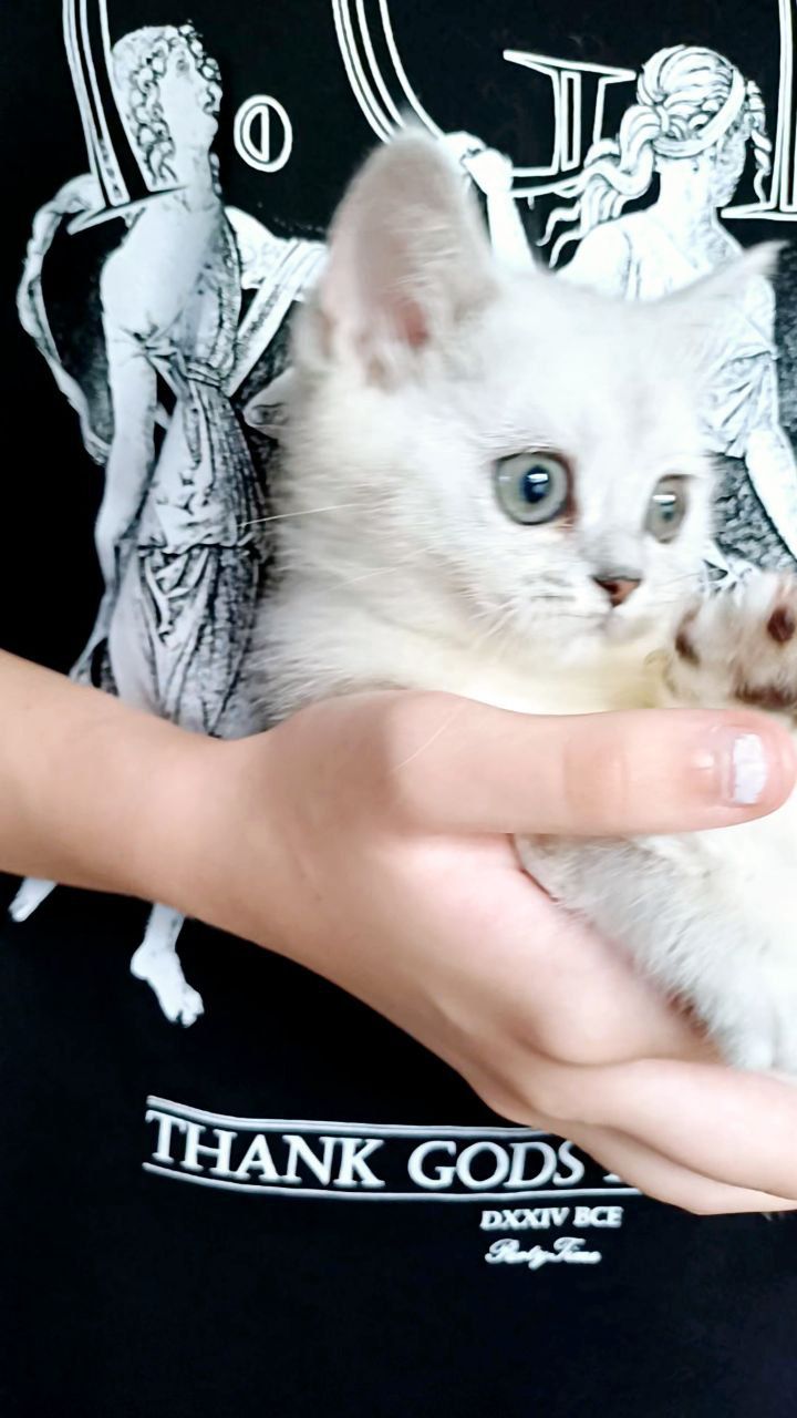 Продаж кошенят шотландської породи