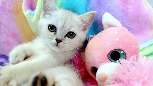 Продаж кошенят шотландської породи