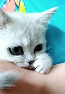 Продаж кошенят шотландської породи