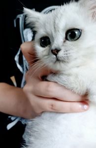 Продаж кошенят шотландської породи