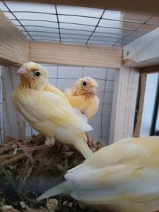 Кенор