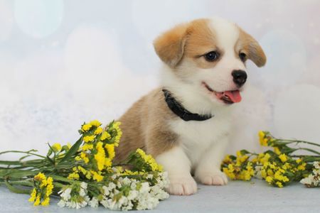 Вельш-коргі пемброк