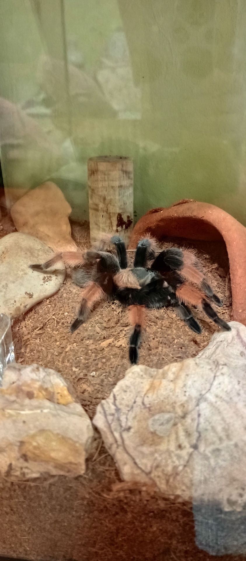 Brahipelma Emilia