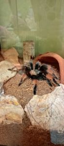 Brahipelma Emilia