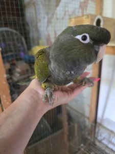 Патагонський скельний папуга