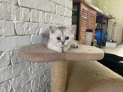 котята шотландская серебристая и колорное