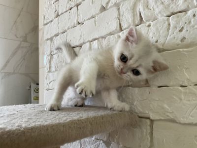 котята шотландская серебристая и колорное