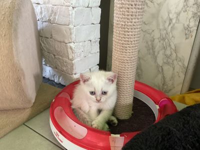 котята шотландская серебристая и колорное