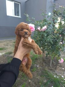 Цуценя мальтипу