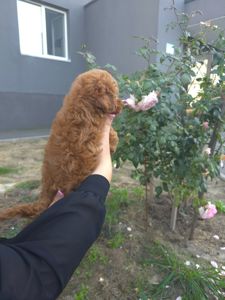 Цуценя мальтипу