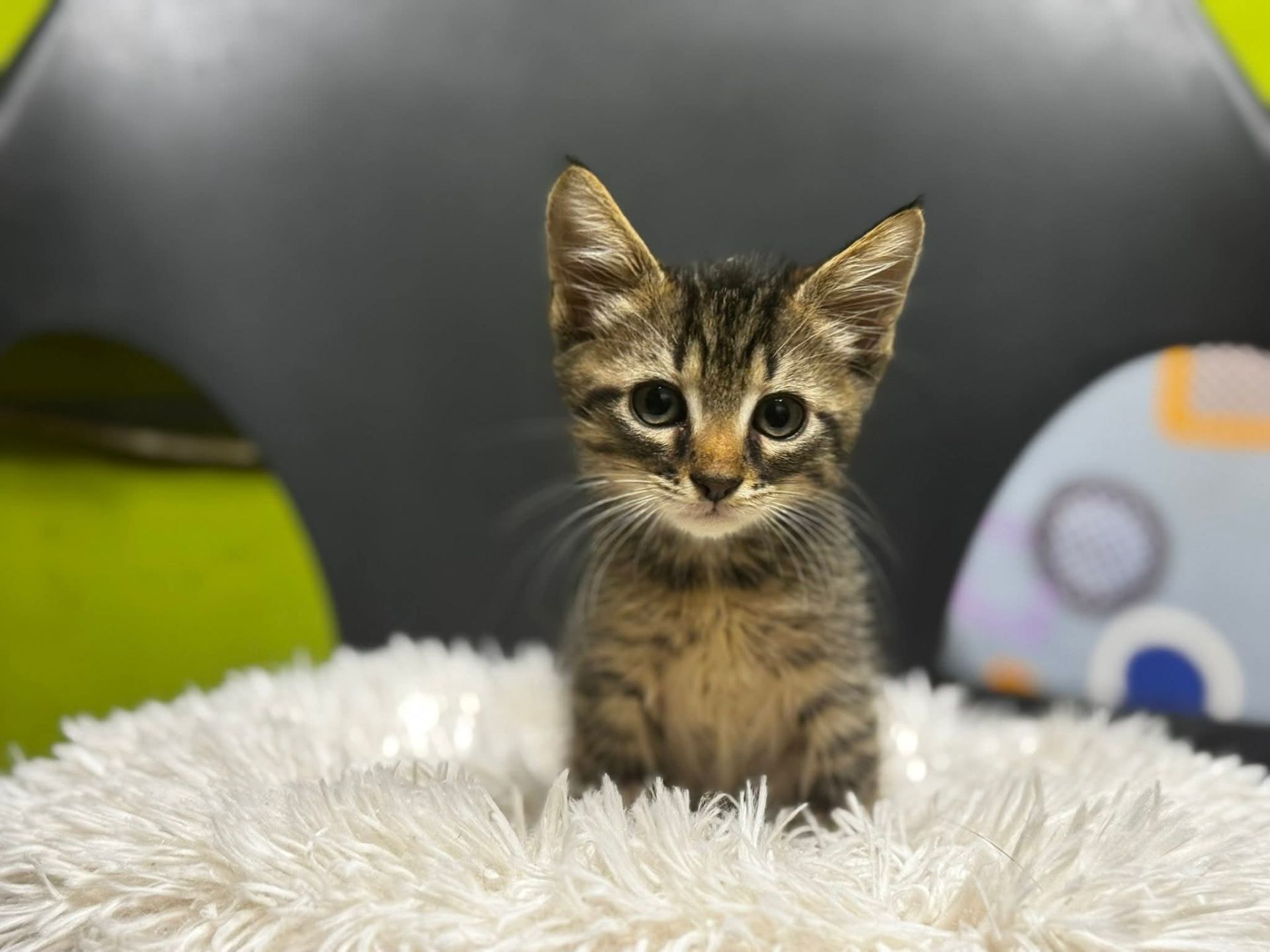 Ізюмчик, 2,5 місяці