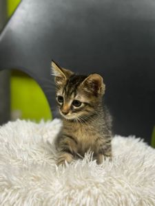 Ізюмчик, 2,5 місяці