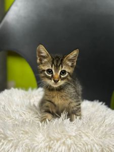 Ізюмчик, 2,5 місяці
