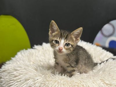 Малинка, 2, 5 місяці