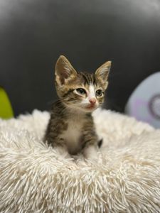 Малинка, 2, 5 місяці