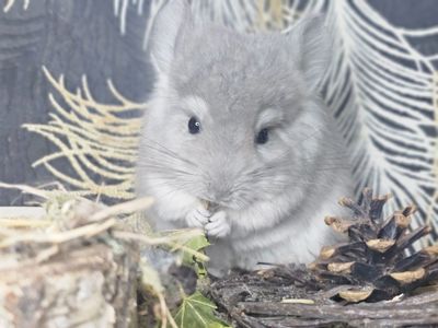 Хлопчик Фіолетова Ангора 50 Носій Сапфіру))