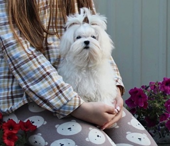 Міні хлопчик КСУ