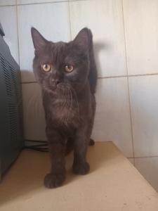 Кошенята британці