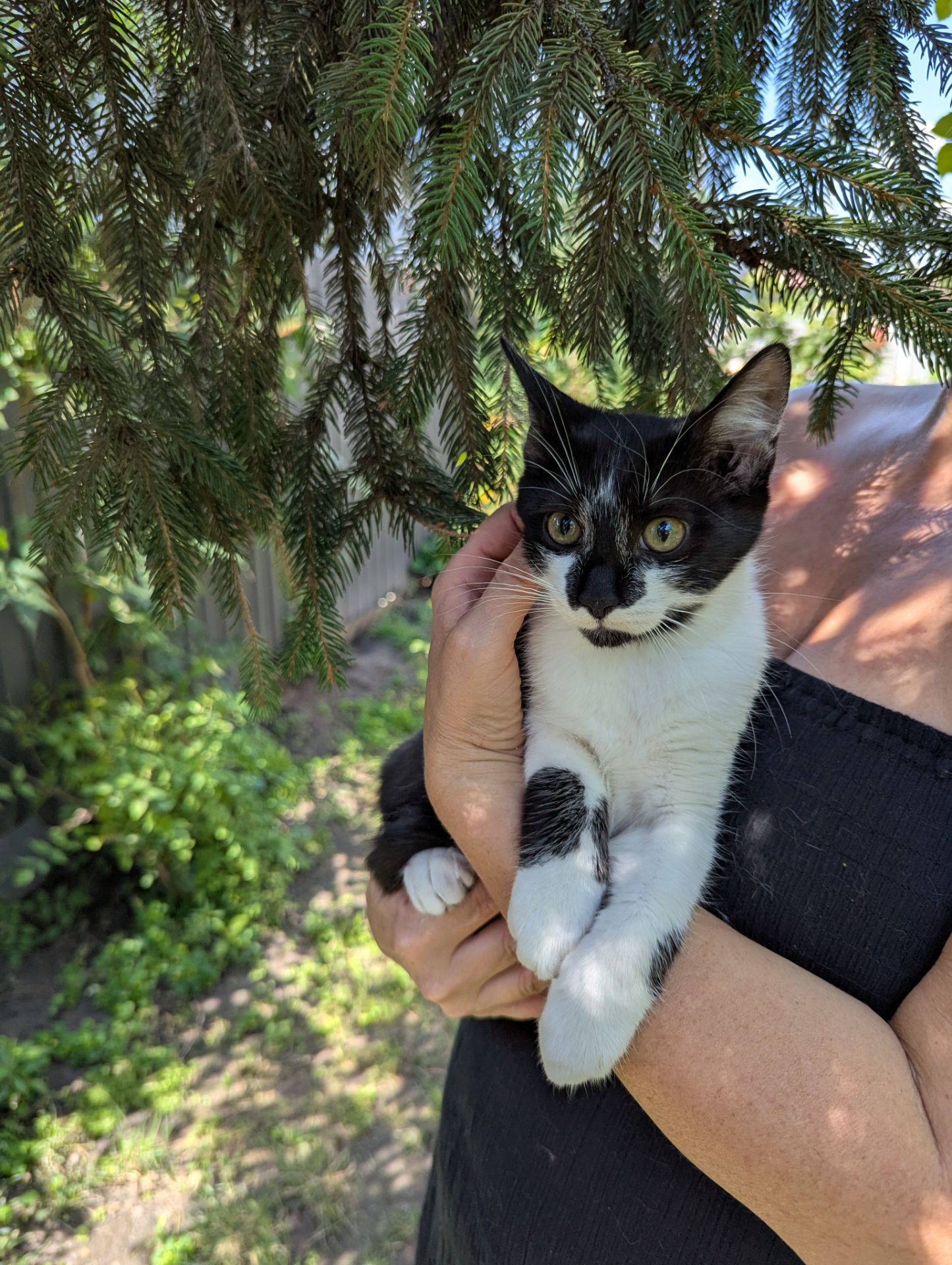 Кошеня Морсик