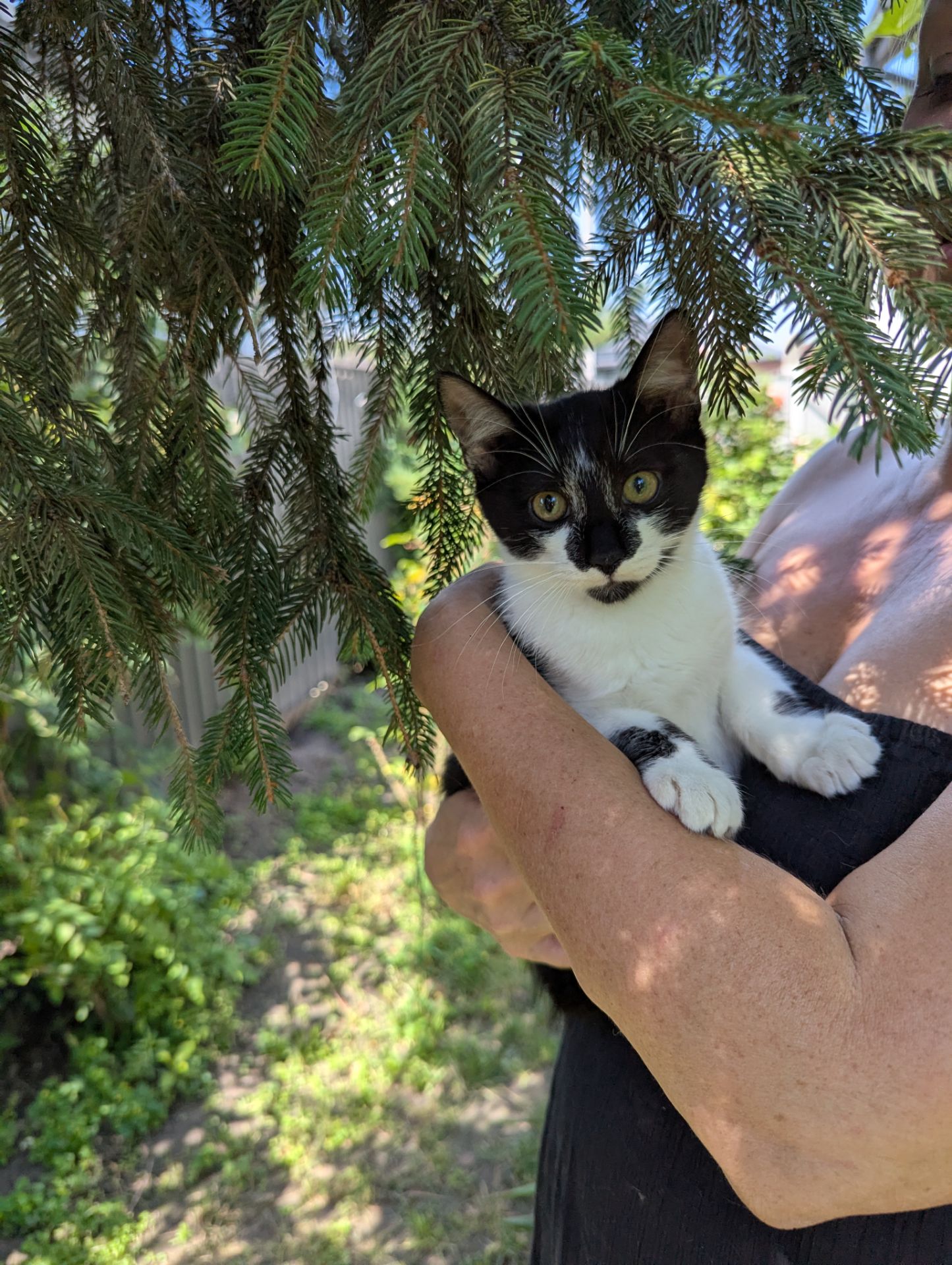 Кошеня Морсик