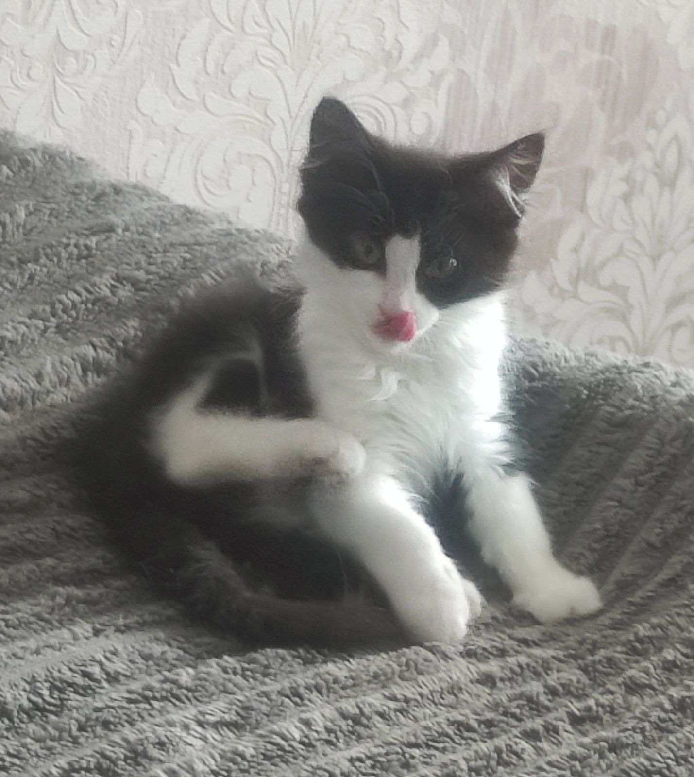 Кошеня Асті шукає родину